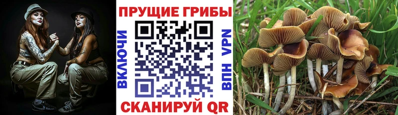 Псилоцибиновые грибы Psilocybe Новопавловск